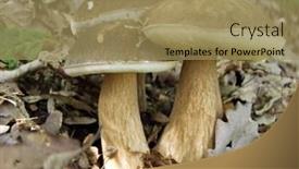  Presentation with mushrooms - Theme consisting of three-boletus-mushrooms-in-forest background and a coral colored foreground