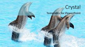  Presentation with stand - PPT layouts featuring three bottlenose dolphins performing background and a arctic colored foreground