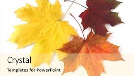  Presentation with maple leaves - Amazing PPT theme having three bright autumnal maple leaves on white backdrop and a blonde colored foreground