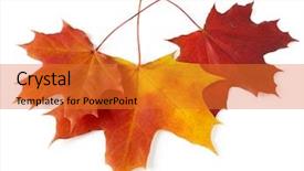  Presentation with maple - Theme with three bright autumnal maple leaves on white background and a gold colored foreground