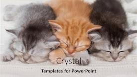  Presentation with sleep - Presentation design featuring three-british-kittens-sleep-together background and a coral colored foreground