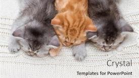  Presentation with sleep - Cool new slide set with three-british-kittens-sleep-together backdrop and a white colored foreground