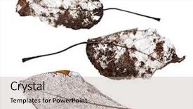  Presentation with dead leaves - PPT layouts featuring three brown dead leaves isolated background and a light gray colored foreground