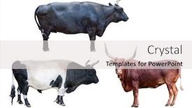  Presentation with three - Colorful theme enhanced with three-bulls-isolated-on-white backdrop and a light gray colored foreground