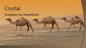  Presentation with dubai - PPT layouts consisting of three camels in a dubai background and a gold colored foreground