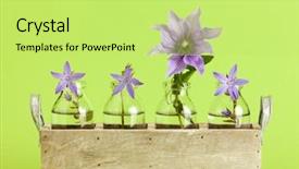  Presentation with clematis - Audience pleasing PPT theme consisting of three campanula and one clematis backdrop and a  colored foreground