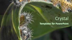  Presentation with three - Slide deck consisting of three-caterpillars-close-up-macro background and a tawny brown colored foreground