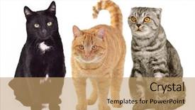  Presentation with cats - Theme enhanced with three cats together against white background background and a coral colored foreground