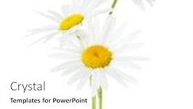  Presentation with eye pleasing - Presentation consisting of three-chamomiles-ox-eye-daisy background and a white colored foreground