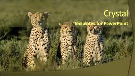  Presentation with cheetah - Amazing presentation theme having three cheetahs sitting serengeti tanzania backdrop and a tawny brown colored foreground