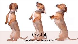  Presentation with dachshund - PPT theme enhanced with three chestnut dachshund isolated on white background background and a lemonade colored foreground