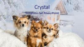  Presentation with three step - Colorful presentation theme enhanced with three chihuahuas sitting on white backdrop and a lemonade colored foreground