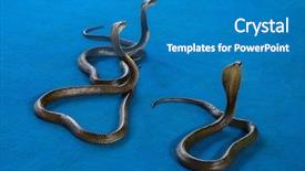  Presentation with carpet - PPT layouts featuring three cobra on carpet - snake background and a teal colored foreground