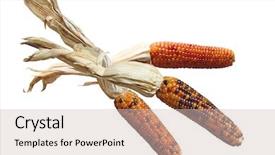  Presentation with colorful green corn field - Cool new presentation with three colorful dried indian corns backdrop and a soft green colored foreground