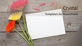  Presentation with paper quilling colorful paper flowers - Audience pleasing presentation design consisting of three colorful gerbera flowers backdrop and a light gray colored foreground