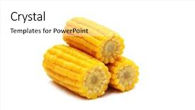 Presentation with corn cob - Presentation theme featuring three corn cobs isolated background and a white colored foreground
