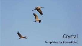  Presentation with sky blue - Slide set featuring three cranes in free flight background and a light blue colored foreground
