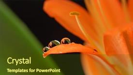  Presentation with crystal - Audience pleasing presentation theme consisting of three crystal drops on the orange flower backdrop and a tawny brown colored foreground