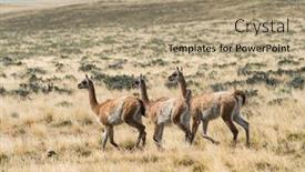  Presentation with lama - Amazing PPT theme having three-curious-guanaco-lamas-lama backdrop and a coral colored foreground