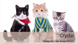  Presentation with cats - Cool new slides with three curious seated cats are looking at the camera on white background backdrop and a soft green colored foreground