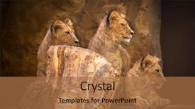  Presentation with cute baby - PPT theme featuring three cute baby lions portrait background and a  colored foreground