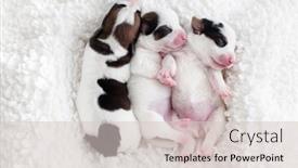  Presentation with russell - Presentation featuring three-cute-jack-russell-terrier background and a lemonade colored foreground