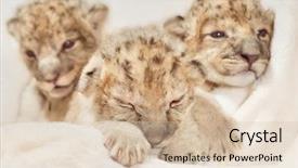  Presentation with lions - Colorful presentation theme enhanced with three cute lions cubs panthera backdrop and a lemonade colored foreground