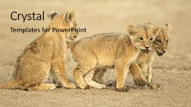  Presentation with kalahari - Amazing presentation theme having three cute lions cubs panthera backdrop and a coral colored foreground