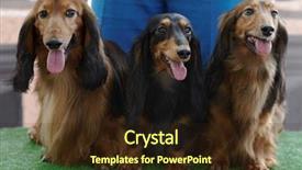  Presentation with big show - Amazing presentation design having three dachshunds waiting for dog backdrop and a wine colored foreground