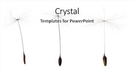  Presentation with dandelion - Presentation design featuring three dandelion seeds isolated background and a white colored foreground
