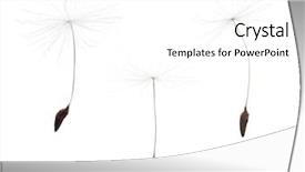  Presentation with dandelion - Cool new presentation with three dandelion seeds isolated backdrop and a white colored foreground
