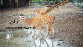  Presentation with zoo - Beautiful presentation featuring three dappled deers backdrop and a coral colored foreground