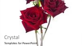  Presentation with roses - Slide deck enhanced with three-dark-red-roses-isolated background and a white colored foreground
