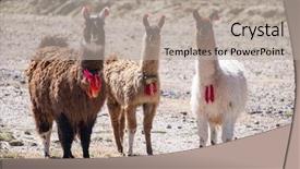  Presentation with lama - Slide deck enhanced with three decorated llamas lama glama background and a mint green colored foreground
