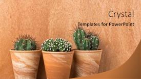  Presentation with terra - Cool new slide set with three-different-cactus-plants backdrop and a coral colored foreground