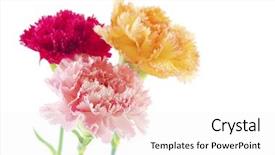  Presentation with color - Slide set with three different color carnation flower background and a sky blue colored foreground