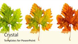  Presentation with aging - Colorful PPT layouts enhanced with three different leaf isolated backdrop and a blonde colored foreground