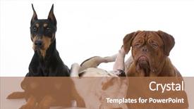  Presentation with dog - Presentation design enhanced with three different purebred dogs background and a coral colored foreground