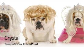  Presentation with english - Slide set with three divas - english bulldogs background and a lemonade colored foreground