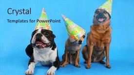  Presentation with birthday celebration - Presentation theme having three dogs at a birthday celebration with hats background and a light blue colored foreground