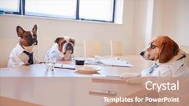  Presentation with meeting - Slide set enhanced with three dogs dressed as businessmen background and a coral colored foreground
