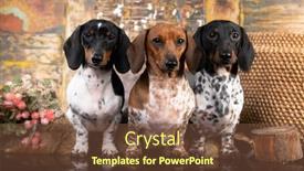  Presentation with dachshund - Slides with three-dogs-of-breed-dachshund background and a  colored foreground