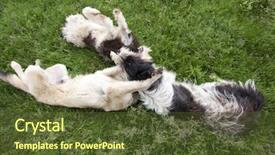  Presentation with dog park dogs plays - Beautiful presentation theme featuring three dogs playing in grass backdrop and a  colored foreground