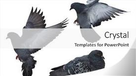  Presentation with doves - Beautiful presentation design featuring three doves isolated on white backdrop and a  colored foreground