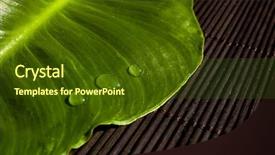 Presentation with leaf water drops fresh - Cool new presentation theme with green leaf over a zen backdrop and a tawny brown colored foreground