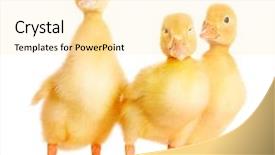  Presentation with three - Slide deck with three ducklings isolated on white background and a blonde colored foreground