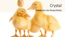  Presentation with three - Presentation having three ducklings isolated on white background and a  colored foreground