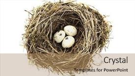  Presentation with bird eggs - PPT theme having three eggs in bird nest background and a coral colored foreground