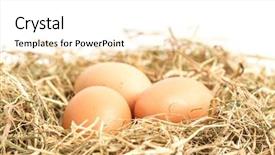  Presentation with nestle - Theme with three eggs nestled in straw background and a white colored foreground