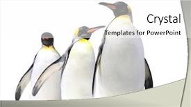 Presentation with three king - Presentation theme enhanced with three emperor penguins aptenodytes forsteri background and a white colored foreground